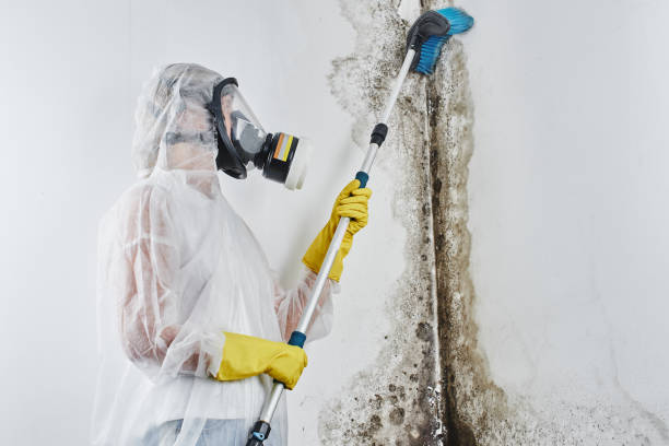 Best Office Mold Removal Services  in Fincastle, TN