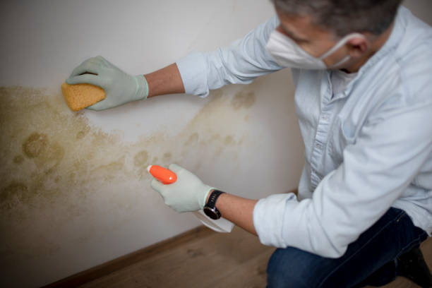 Best Black Mold Removal  in Fincastle, TN