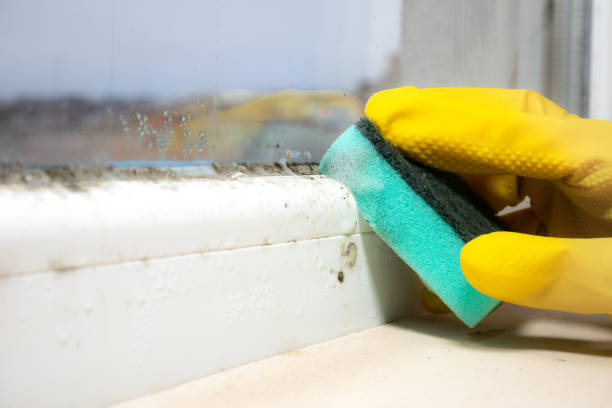 Best Mold Remediation  in Fincastle, TN