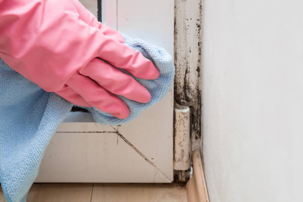 Office Mold Removal Services in Fincastle, TN