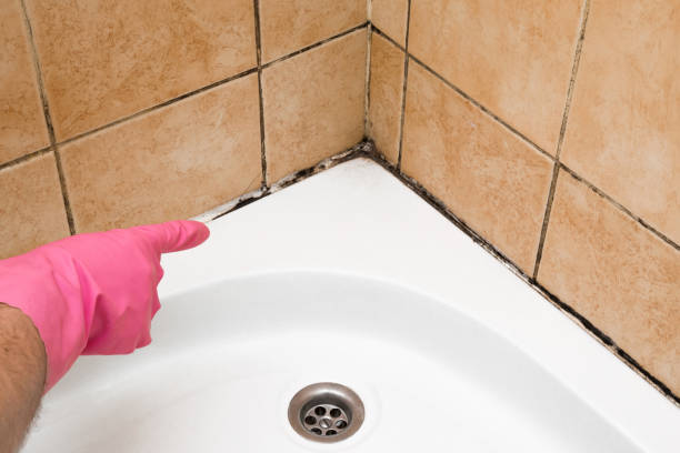 Best Mold Cleaning Services  in Fincastle, TN